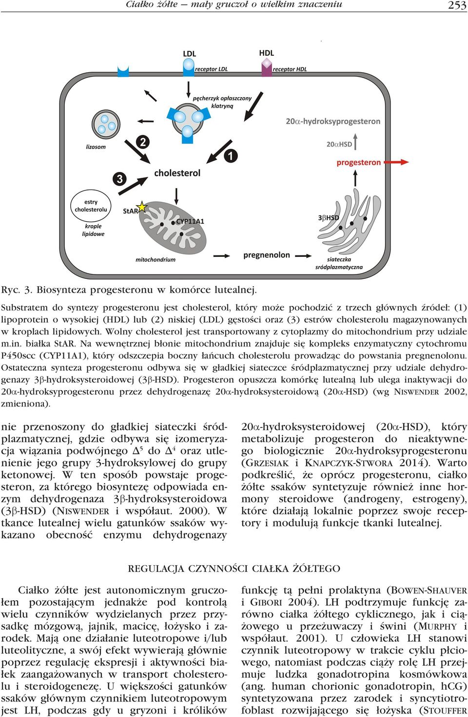 magazynowanych w kroplach lipidowych. Wolny cholesterol jest transportowany z cytoplazmy do mitochondrium przy udziale m.in. białka StAR.