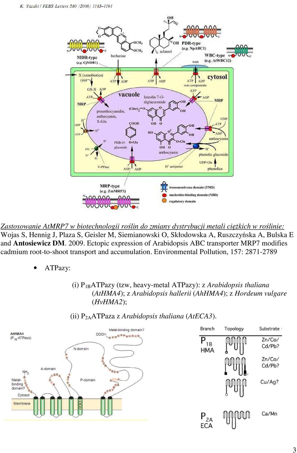 Ectopic expression of Arabidopsis ABC transporter MRP7 modifies cadmium root-to-shoot transport and accumulation.