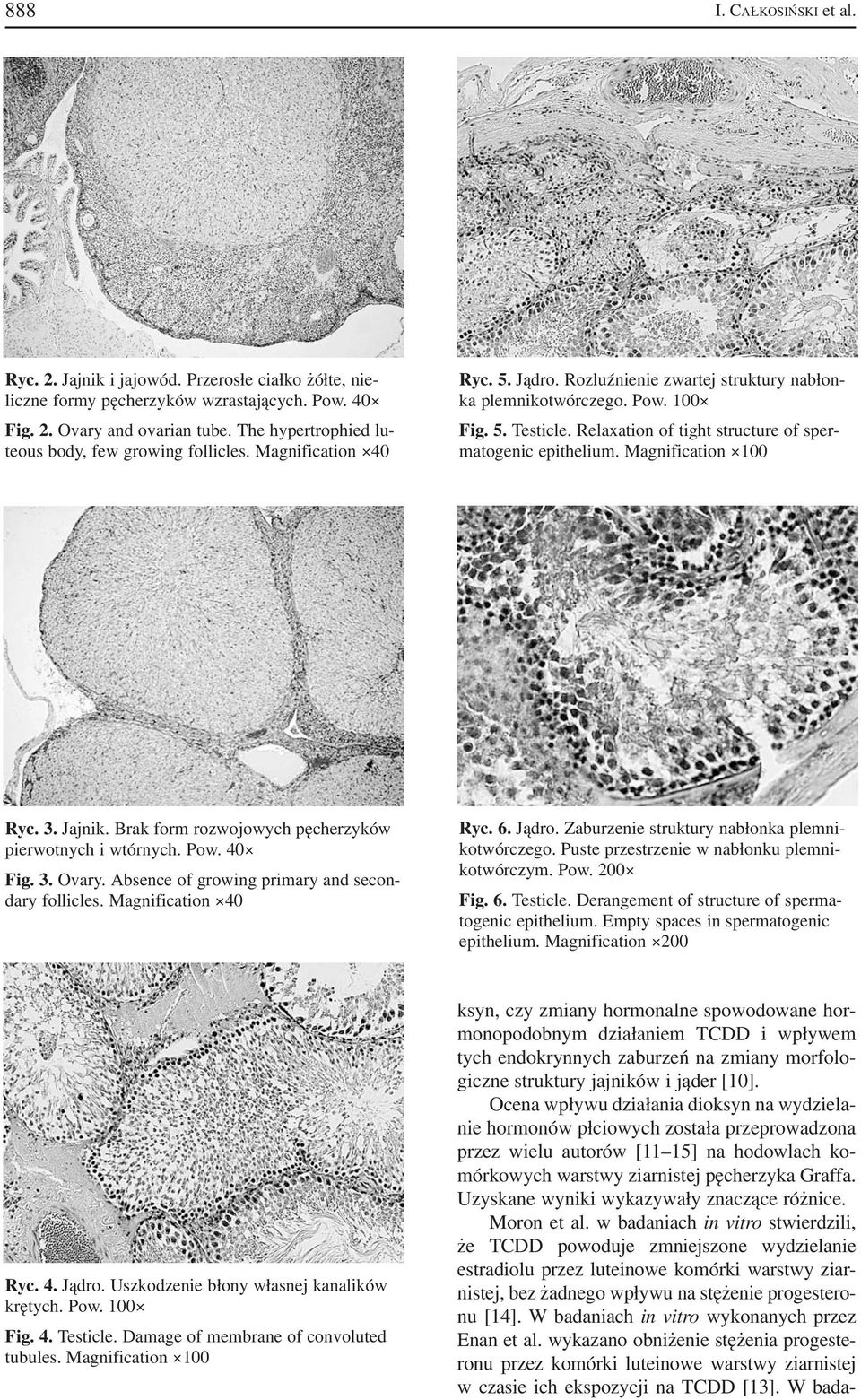 Relaxation of tight structure of sper matogenic epithelium. Magnification 100 Ryc. 3. Jajnik. Brak form rozwojowych pęcherzyków pierwotnych i wtórnych. Pow. 40 Fig. 3. Ovary.