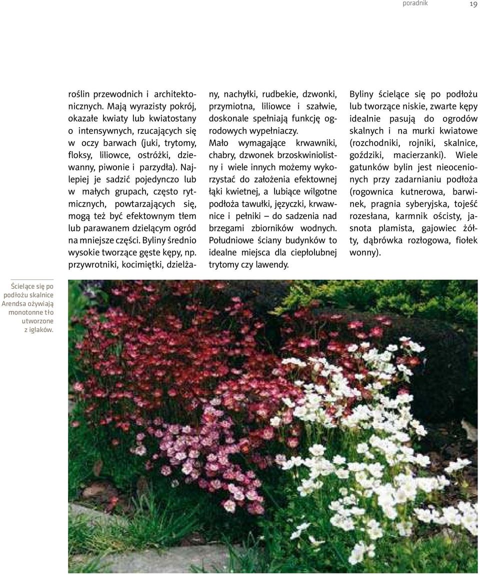 Najlepiej je sadzić pojedynczo lub w małych grupach, często rytmicznych, powtarzających się, mogą też być efektownym tłem lub parawanem dzielącym ogród na mniejsze części.
