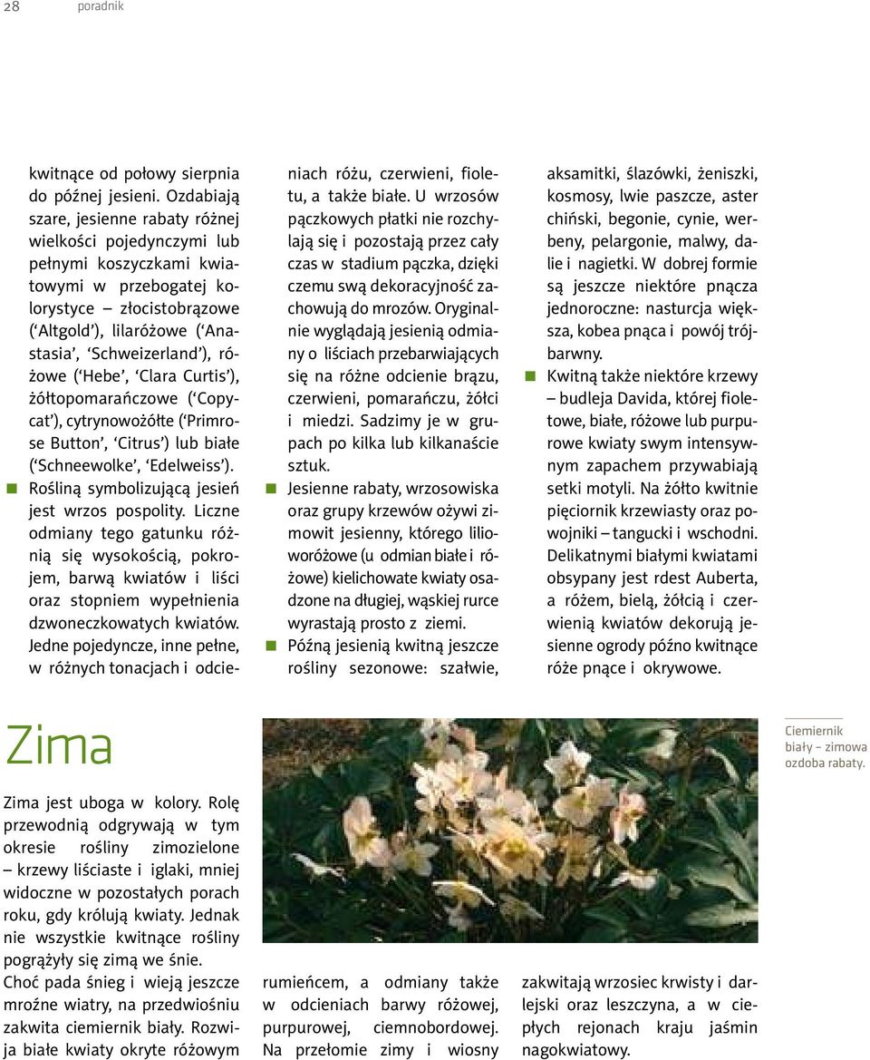 różowe ( Hebe, Clara Curtis ), żółtopomarańczowe ( Copycat ), cytrynowożółte ( Primrose Button, Citrus ) lub białe ( Schneewolke, Edelweiss ). Rośliną symbolizującą jesień jest wrzos pospolity.