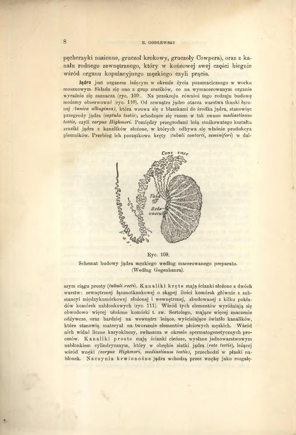 Na przekroju również tego rodzaju budowę możemy obserwować (ryc. 110).