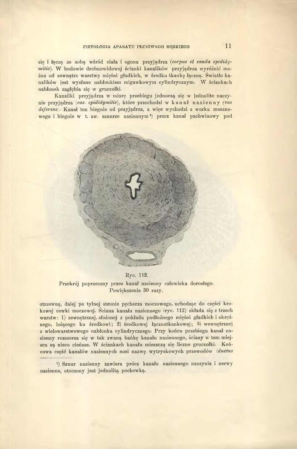 W ściankach nabłonek zagłębia się w gruczołki. Kanaliki przyjądrza w miarę przebiegu jednoczą się w jednolite naczynie przyjądrza (was. epididymitis), które przechodzi w kanał nasienny (vas deferensj.