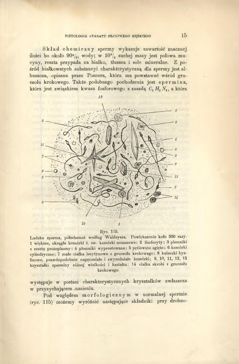 Także podobnego pochodzenia jest spermina, która jest związkiem kwasu fosforowego z zasadą C2 Hb Nt, a która 12 10 1 Ryc. 115. Ludzka sperma, półschemat według W aldeyera. Powiększenie koło 300 razy.