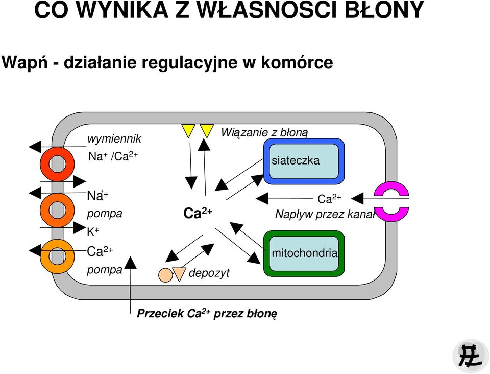 błoną siateczka Na + + pompa K + Ca 2+ pompa Ca 2+