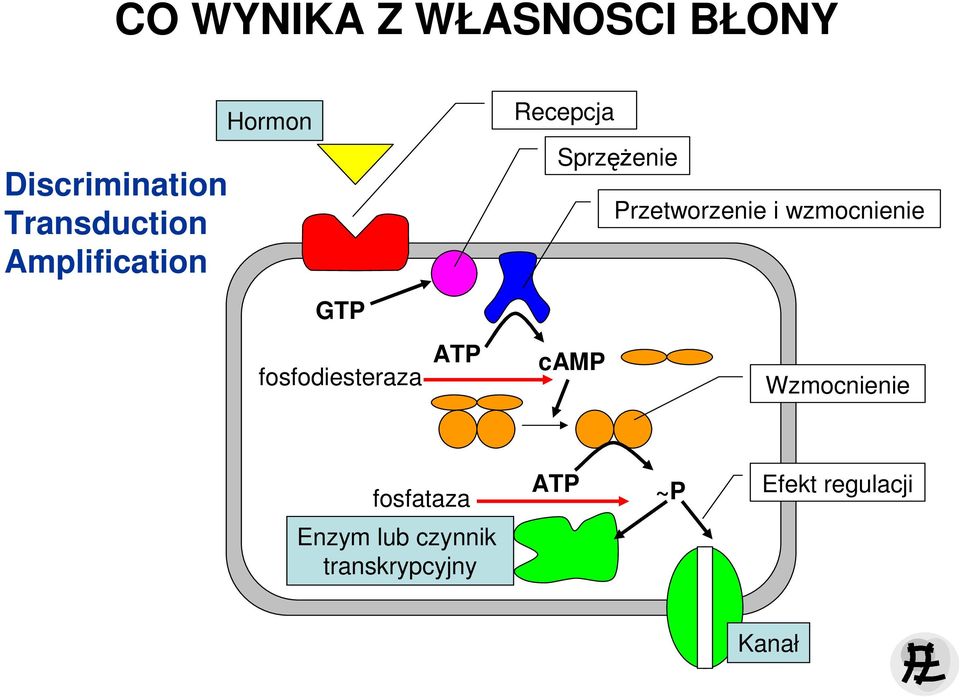 SprzęŜenie Przetworzenie i wzmocnienie camp Wzmocnienie