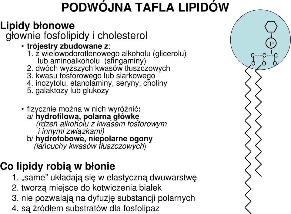 galaktozy lub glukozy P i i c---c---c i i i o o o fizycznie moŝna w nich wyróŝnić: a/ hydrofilową, polarną główkę (rdzeń alkoholu z kwasem fosforowym i innymi związkami) b/