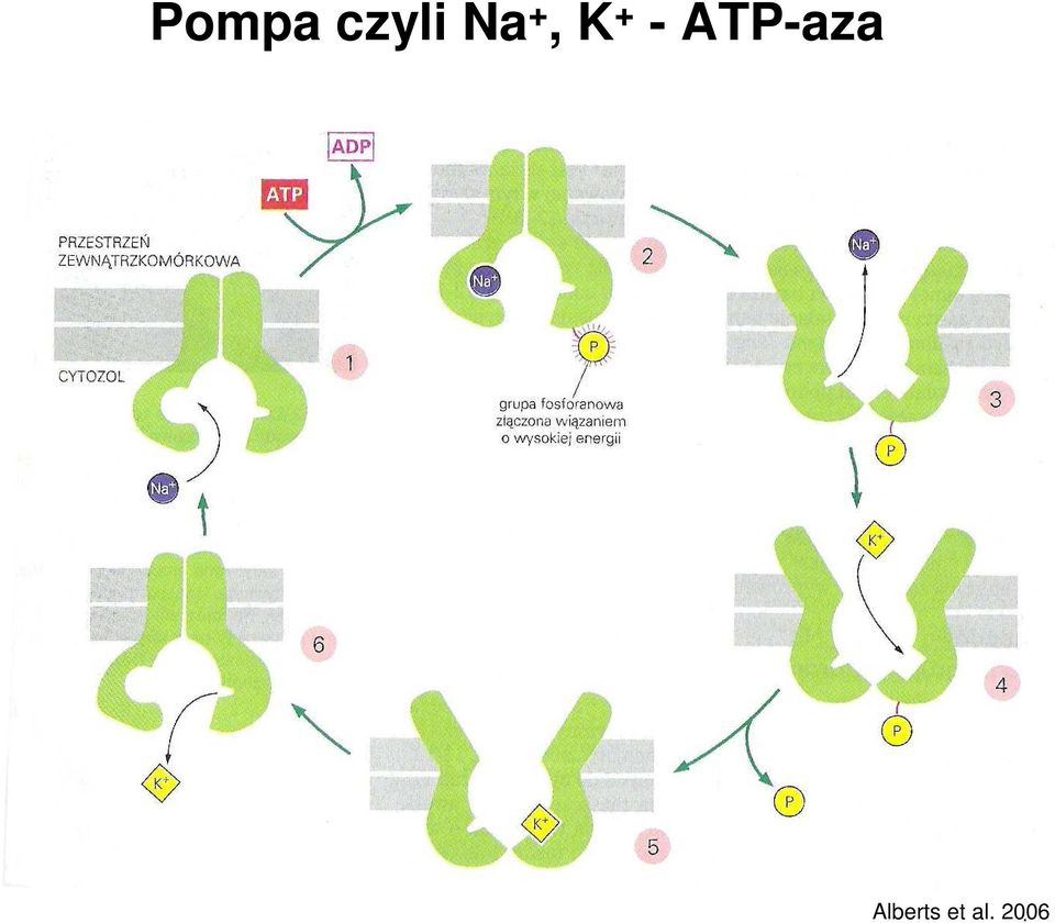 ATP-aza