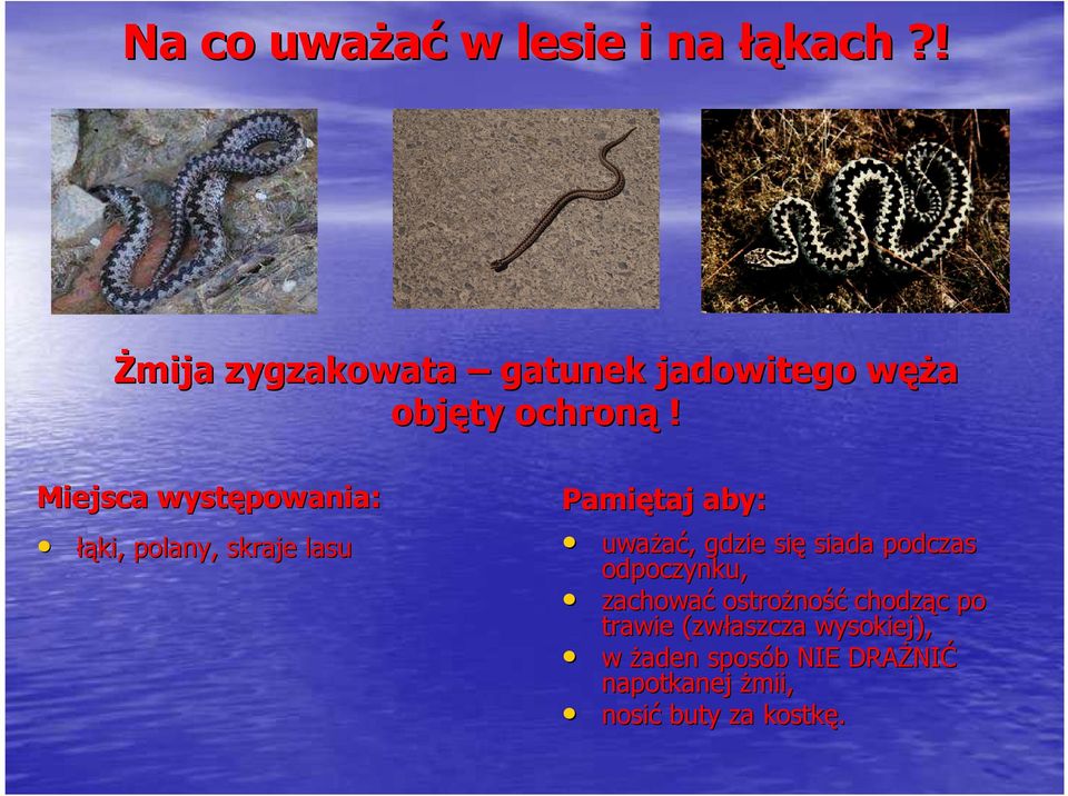 Miejsca występowania: łąki, polany, skraje lasu Pamiętaj aby: uważać,, gdzie się