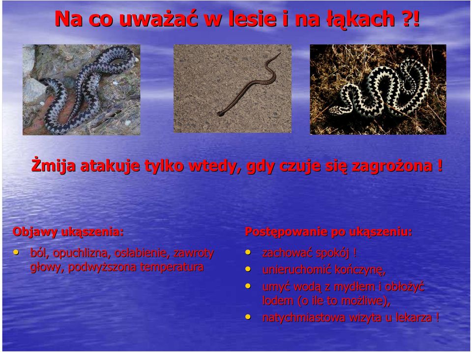 Objawy ukąszenia: ból, opuchlizna, osłabienie, zawroty głowy, podwyższona