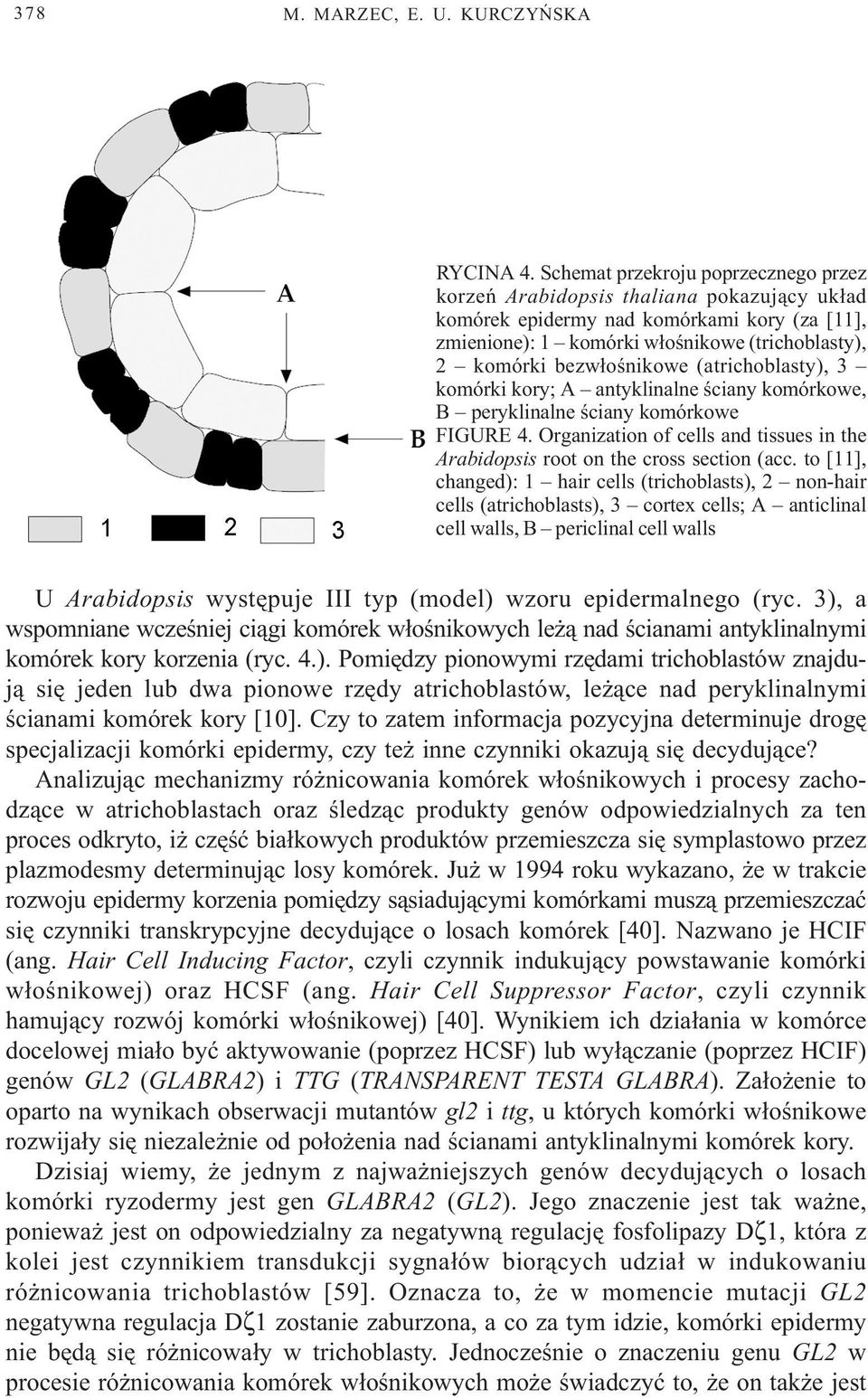 bezw³oœnikowe (atrichoblasty), 3 komórki kory; A antyklinalne œciany komórkowe, B peryklinalne œciany komórkowe FIGURE 4.
