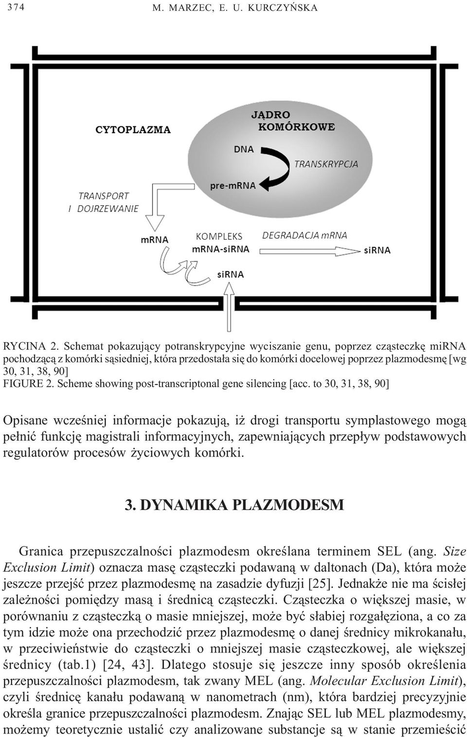FIGURE 2. Scheme showing post-transcriptonal gene silencing [acc.
