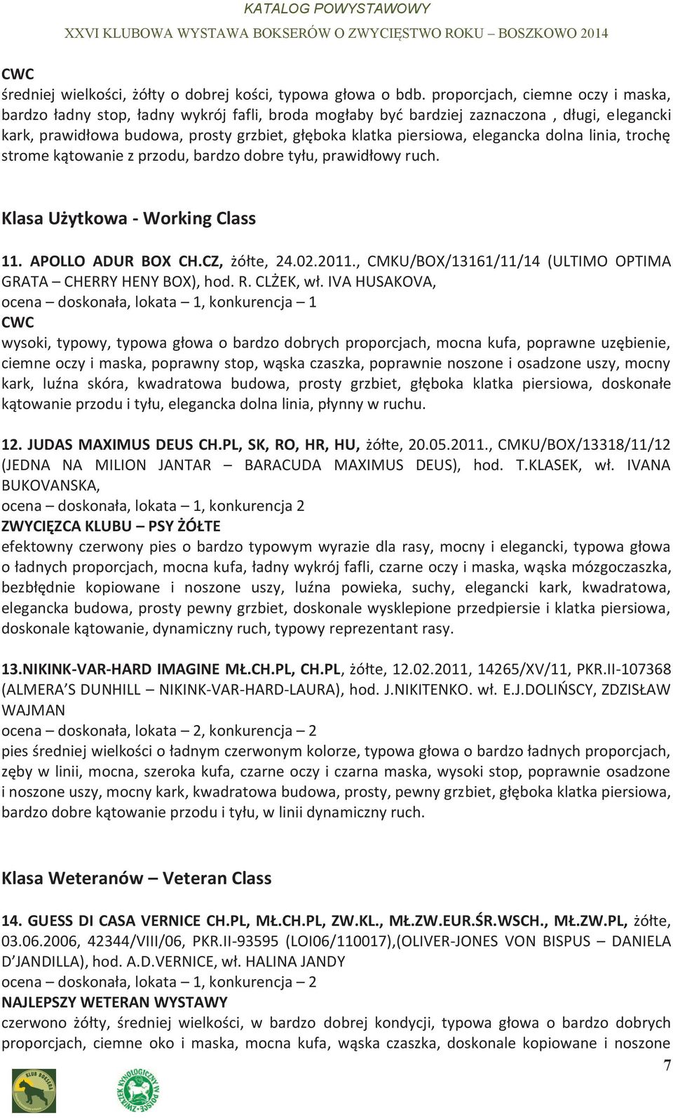 elegancka dolna linia, trochę strome kątowanie z przodu, bardzo dobre tyłu, prawidłowy ruch. Klasa Użytkowa - Working Class 11. APOLLO ADUR BOX CH.CZ, żółte, 24.02.2011.
