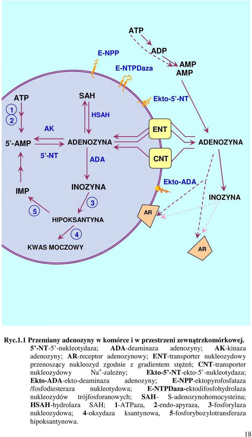 nukleozydowy Na + -zależny; Ekto-5 -NT-ekto-5 -nukleotydaza; Ekto-ADA-ekto-deaminaza adenozyny; E-NPP-ektopyrofosfataza /fosfodiesteraza nukleotydowa; E-NTPDaza-ektodifosfohydrolaza nukleozydów