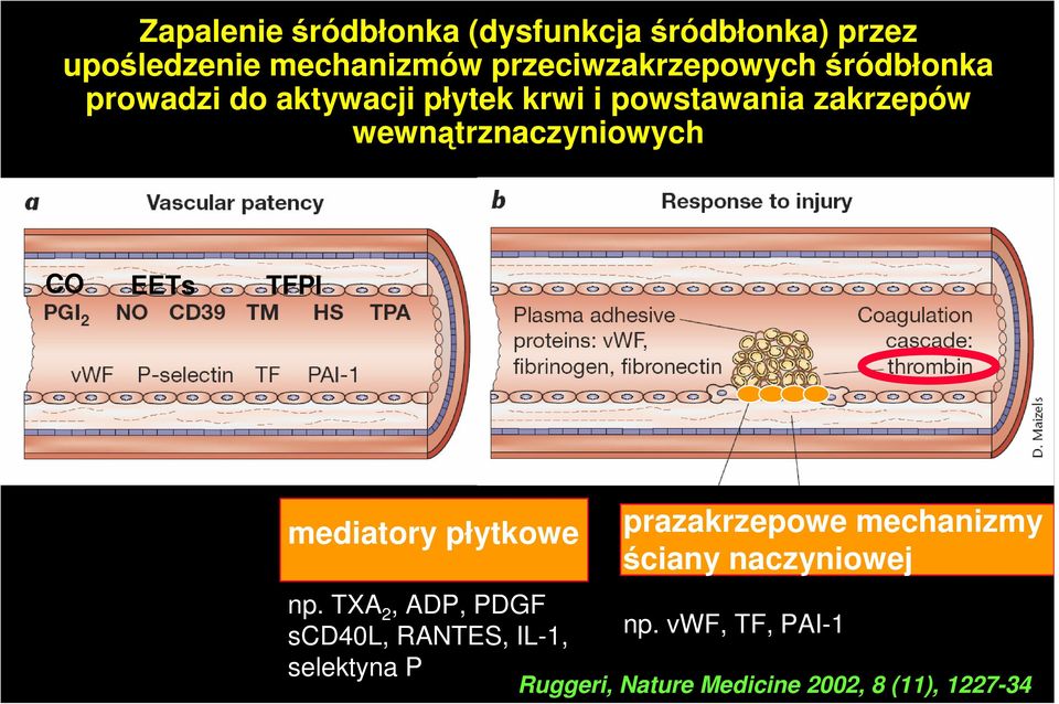 EETs TFPI mediatory płytkowe np.