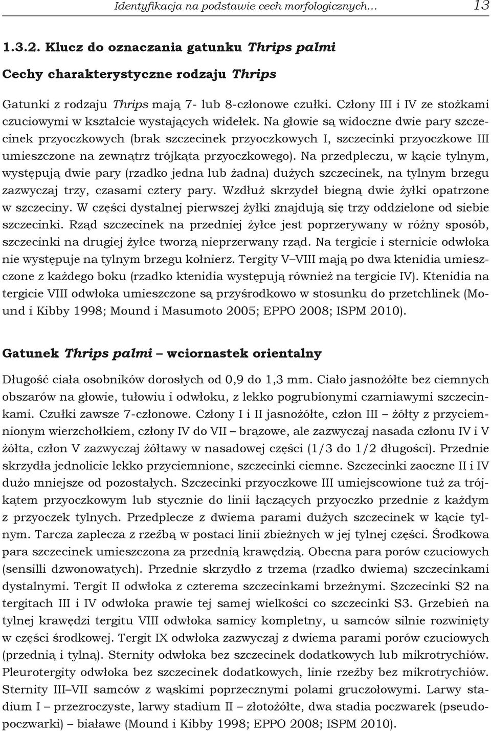 Na głowie są widoczne dwie pary szczecinek przyoczkowych (brak szczecinek przyoczkowych I, szczecinki przyoczkowe III umieszczone na zewnątrz trójkąta przyoczkowego).