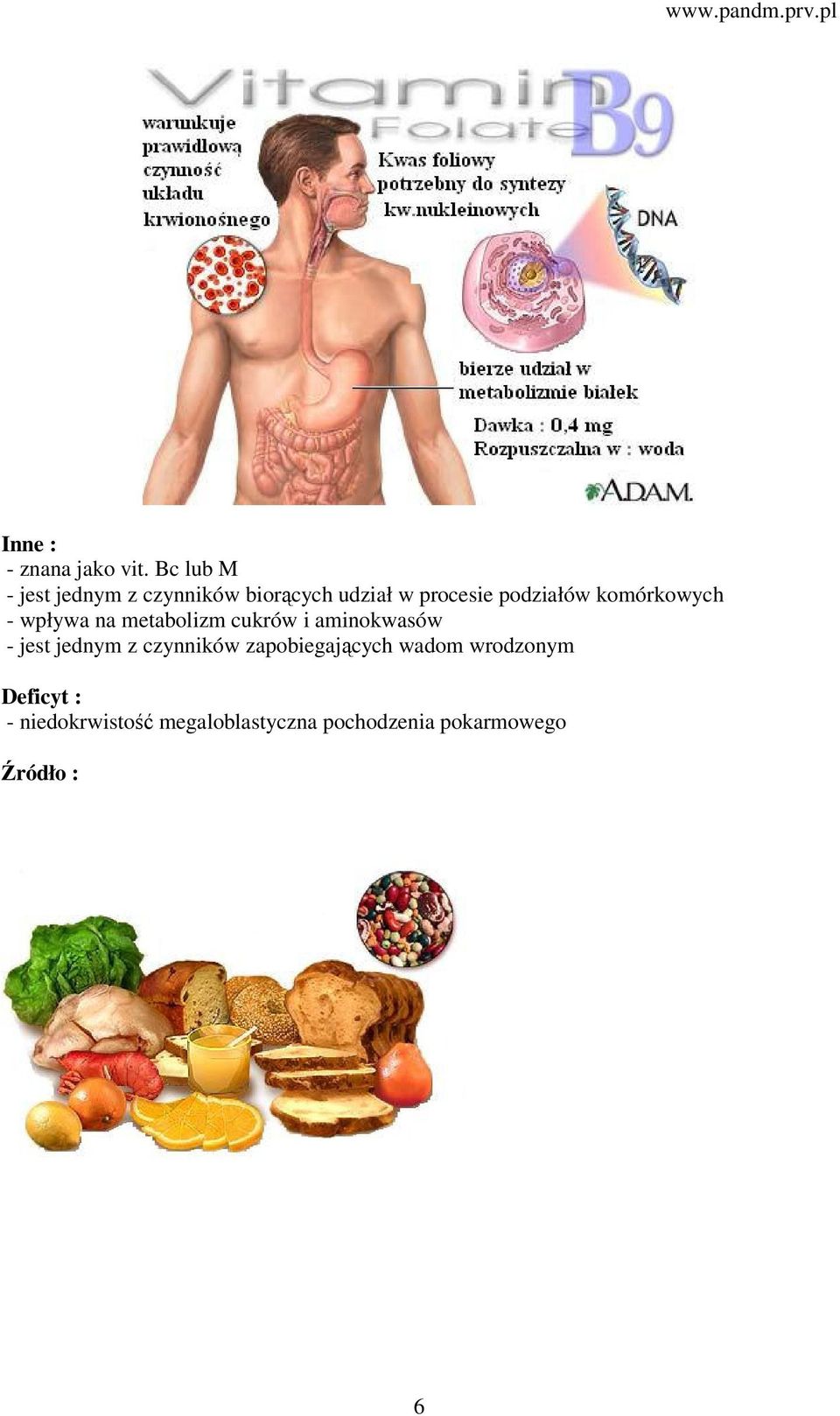 podziałów komórkowych - wpływa na metabolizm cukrów i aminokwasów