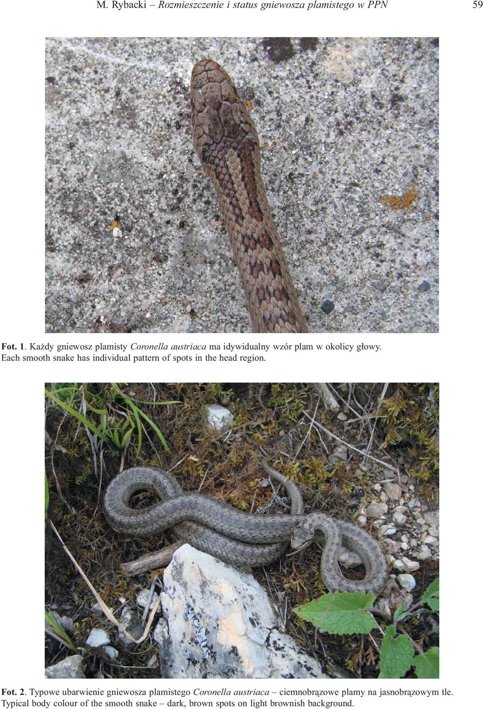 Each smooth snake has individual pattern of spots in the head region. Fot. 2.