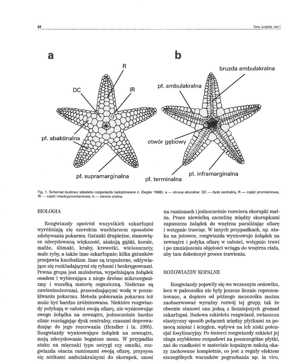BIOLOGIA Rozgwiazdy spośród wszystkich szkarłupni wyroznlają się szerokim wachlarzem sposobów zdobywania pokarmu.