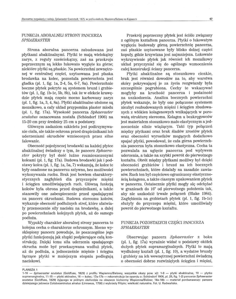 Na powierzchni zewnętrz nej w centralnej części, usytuowana jest płaska brodawka na kolec, pozostała powierzchnia jest gładka (pl. 1, fig. 1a, 2-4, 5a, 6-7, 8a).