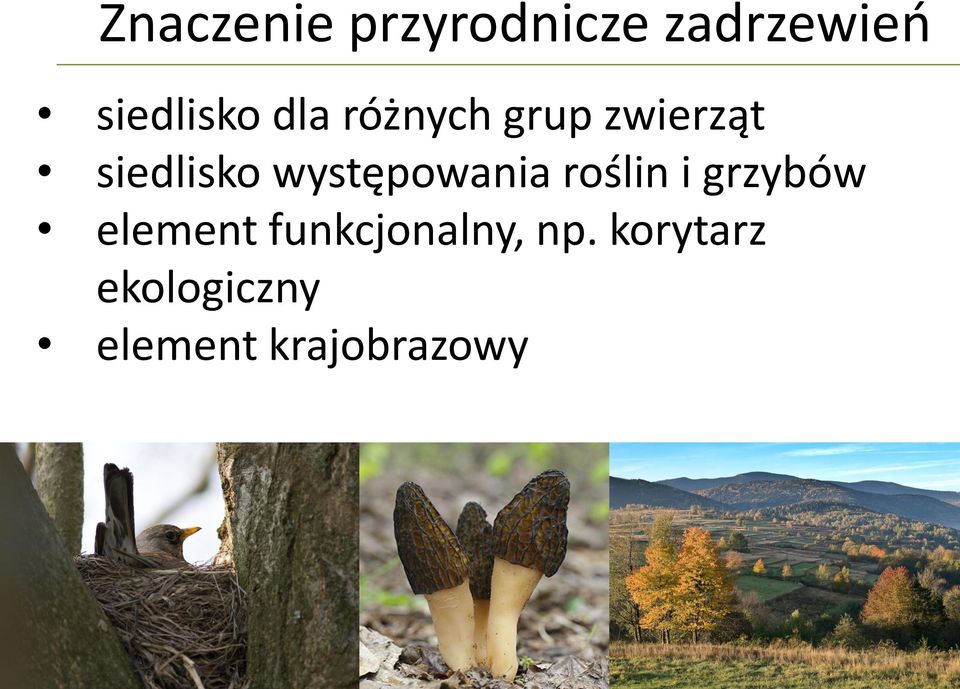 występowania roślin i grzybów element