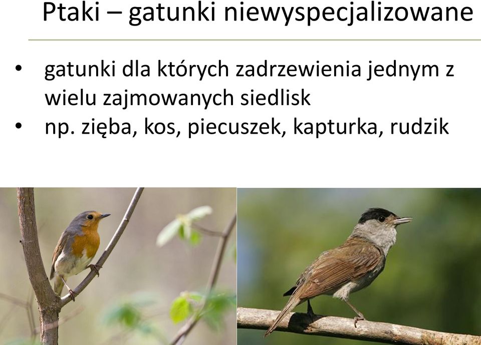jednym z wielu zajmowanych siedlisk