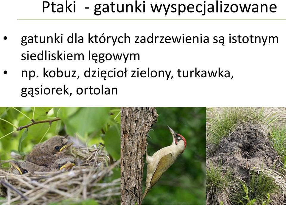 istotnym siedliskiem lęgowym np.