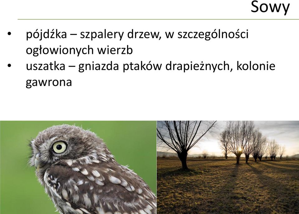 wierzb uszatka gniazda