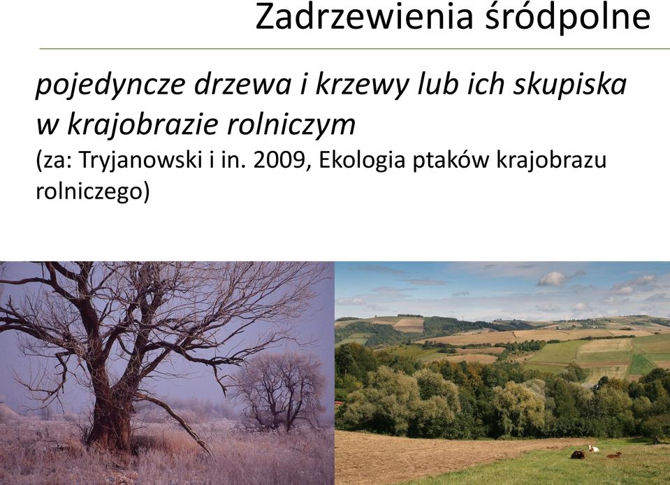 krajobrazie rolniczym (za: Tryjanowski