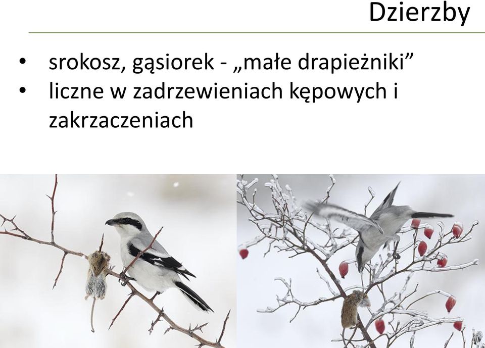 w zadrzewieniach