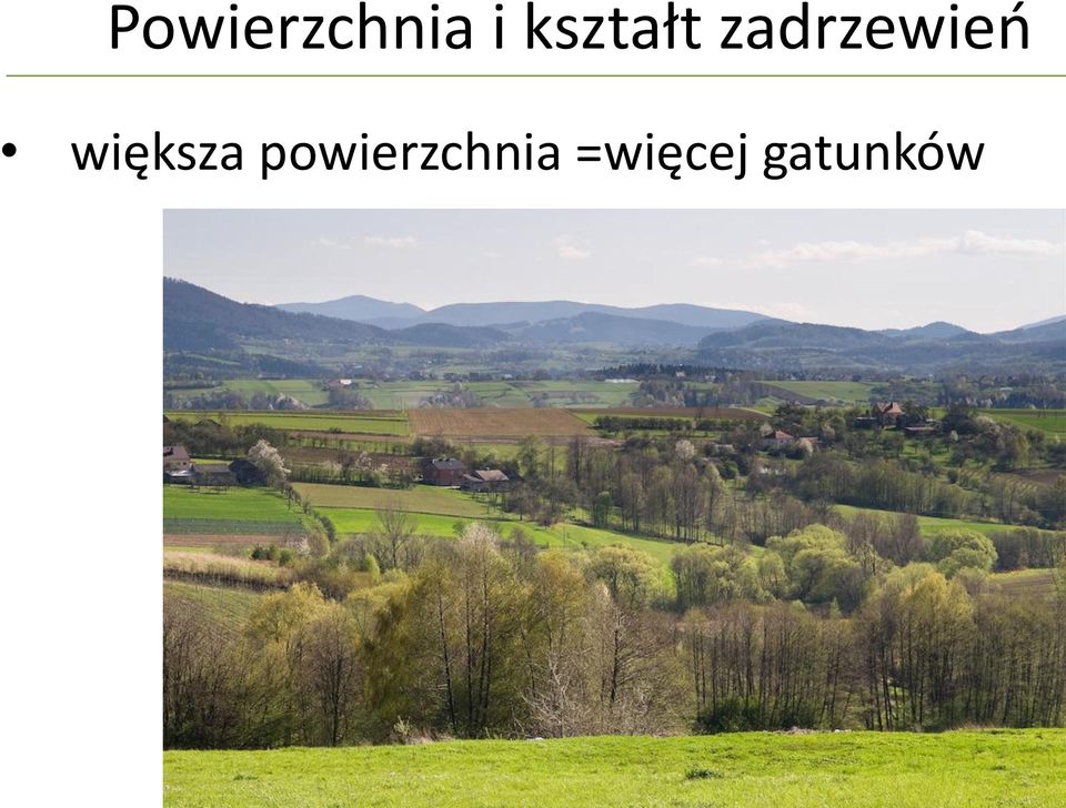 zadrzewieo