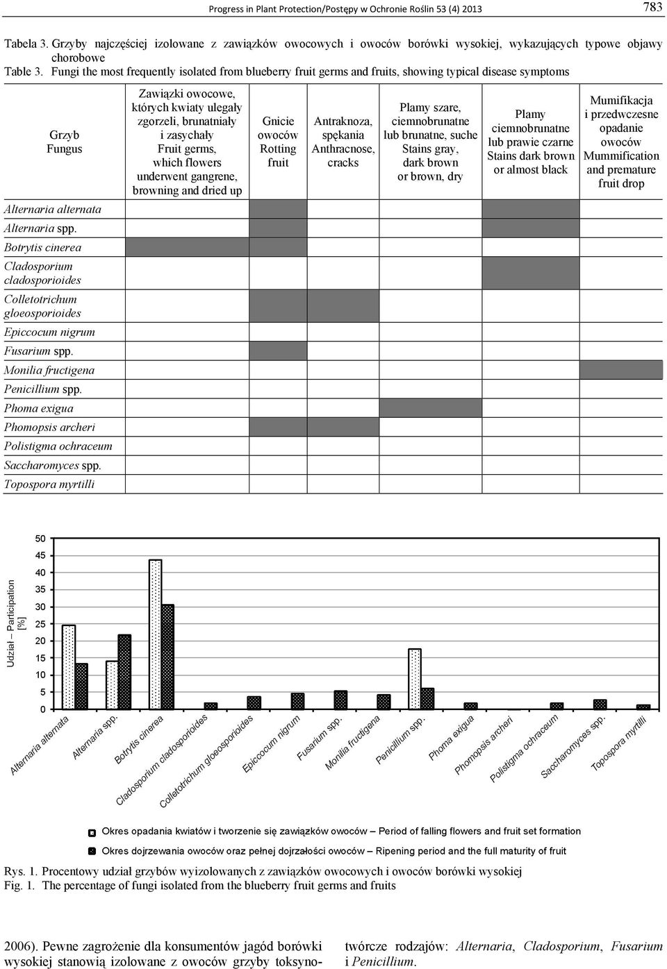 Fungi the most frequently isolated from blueberry fruit germs and fruits, showing typical disease symptoms Grzyb Fungus Alternaria alternata Alternaria spp.