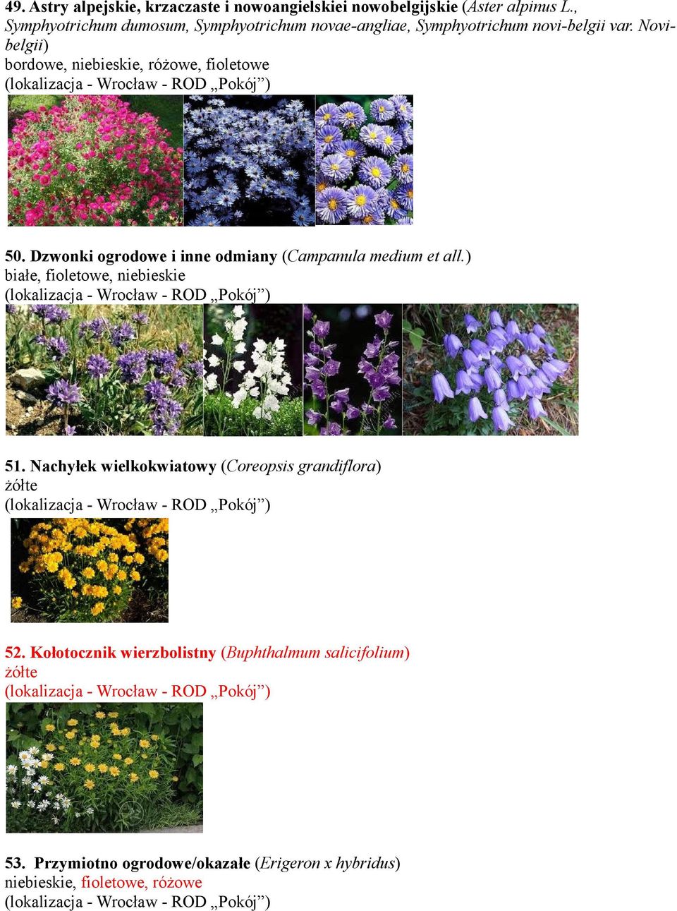 Novibelgii) bordowe, niebieskie, różowe, fioletowe 50. Dzwonki ogrodowe i inne odmiany (Campanula medium et all.