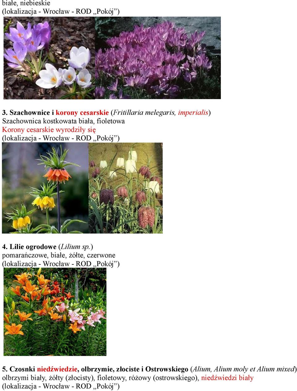fioletowa Korony cesarskie wyrodziły się 4. Lilie ogrodowe (Lilium sp.