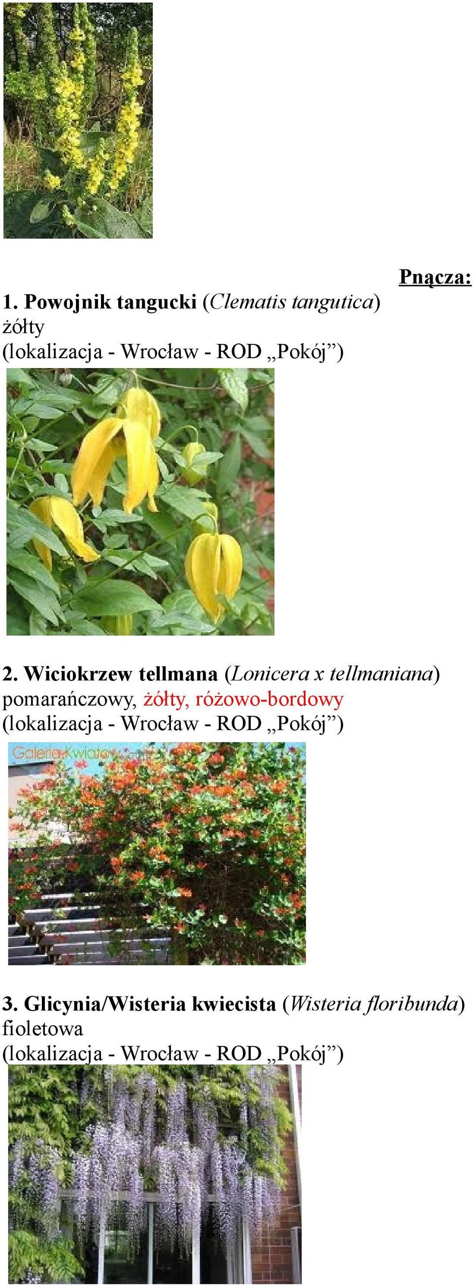 Wiciokrzew tellmana (Lonicera x tellmaniana)