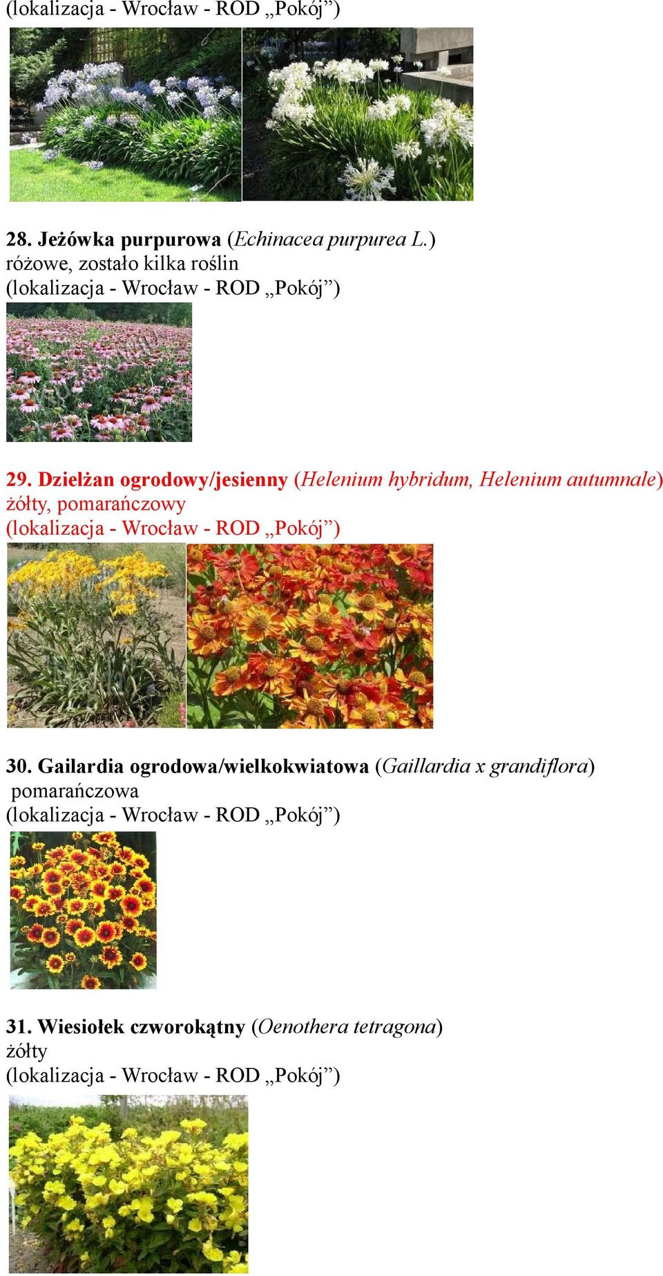 Dzielżan ogrodowy/jesienny (Helenium hybridum, Helenium autumnale) żółty,