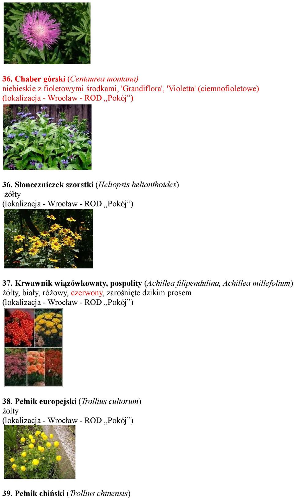 Krwawnik wiązówkowaty, pospolity (Achillea filipendulina, Achillea millefolium) żółty, biały,