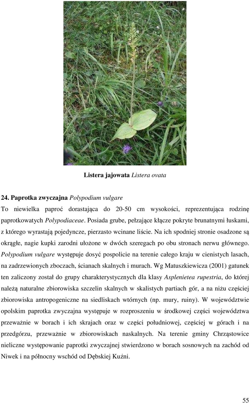 Na ich spodniej stronie osadzone są okrągłe, nagie kupki zarodni ułożone w dwóch szeregach po obu stronach nerwu głównego.