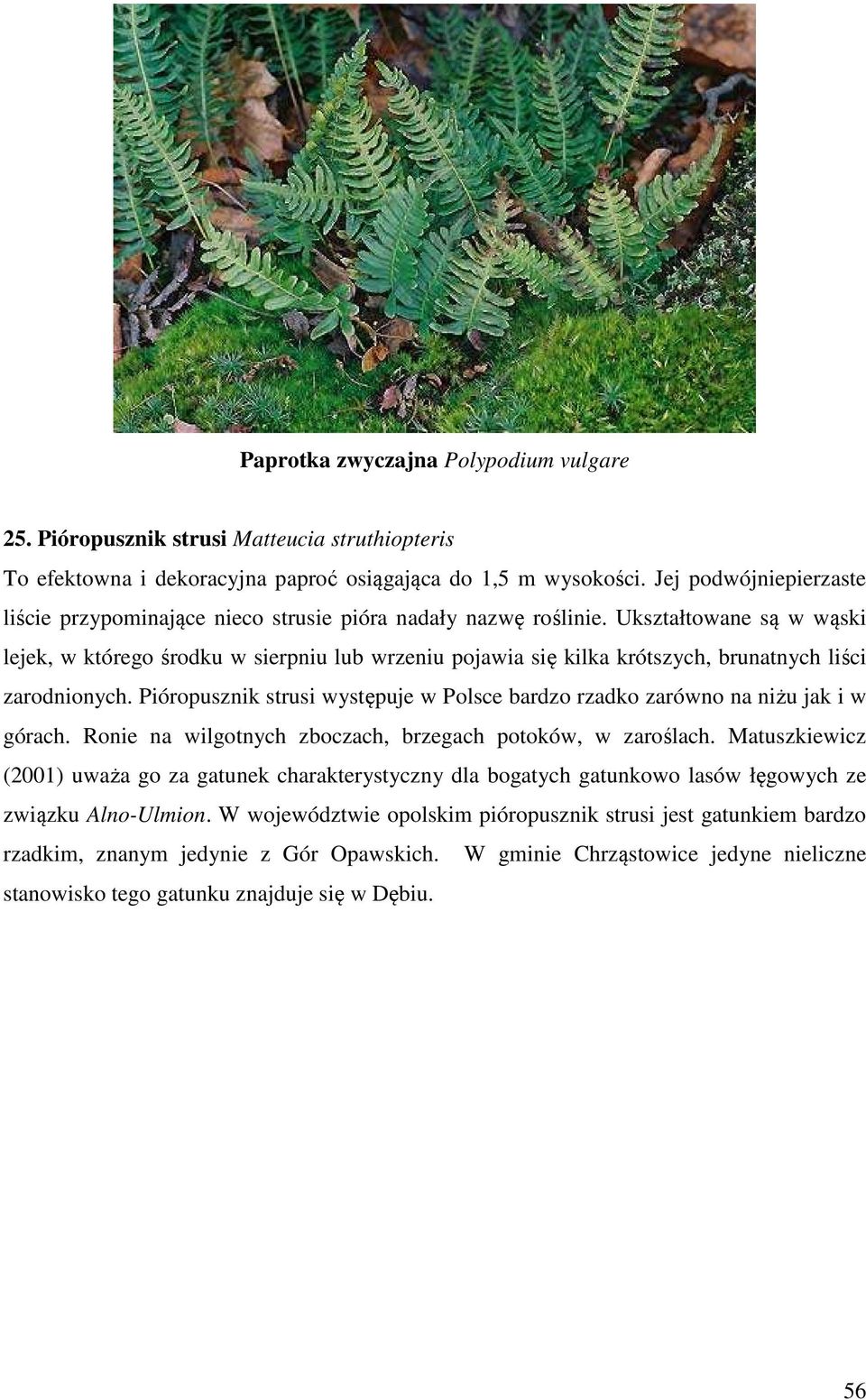 Ukształtowane są w wąski lejek, w którego środku w sierpniu lub wrzeniu pojawia się kilka krótszych, brunatnych liści zarodnionych.