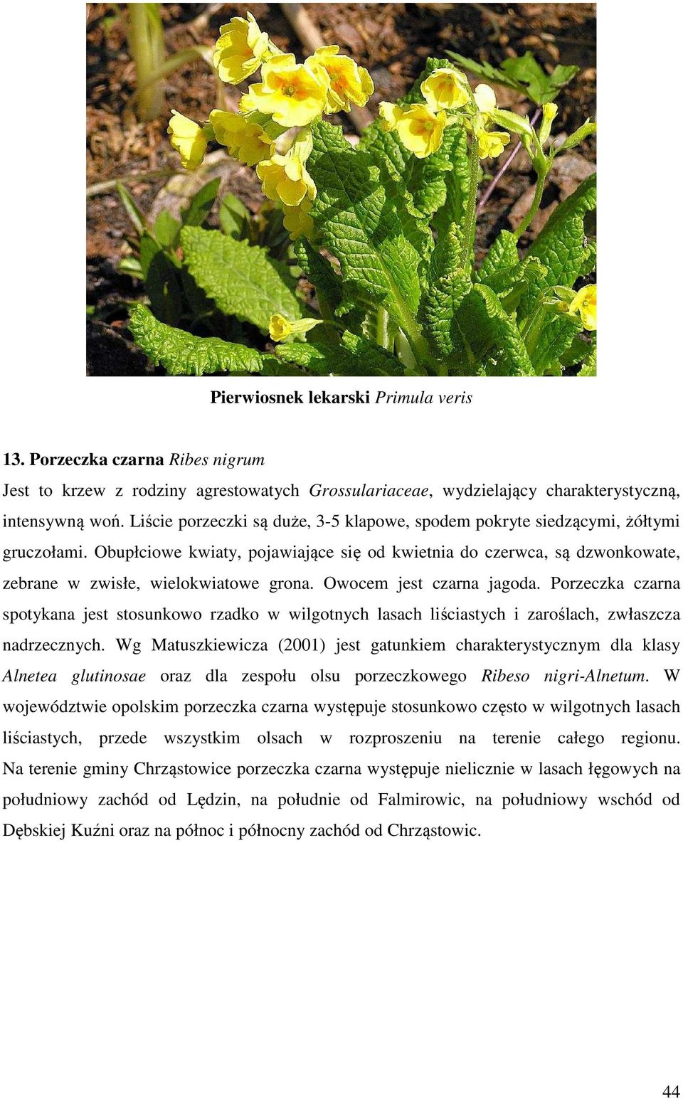 Owocem jest czarna jagoda. Porzeczka czarna spotykana jest stosunkowo rzadko w wilgotnych lasach liściastych i zaroślach, zwłaszcza nadrzecznych.