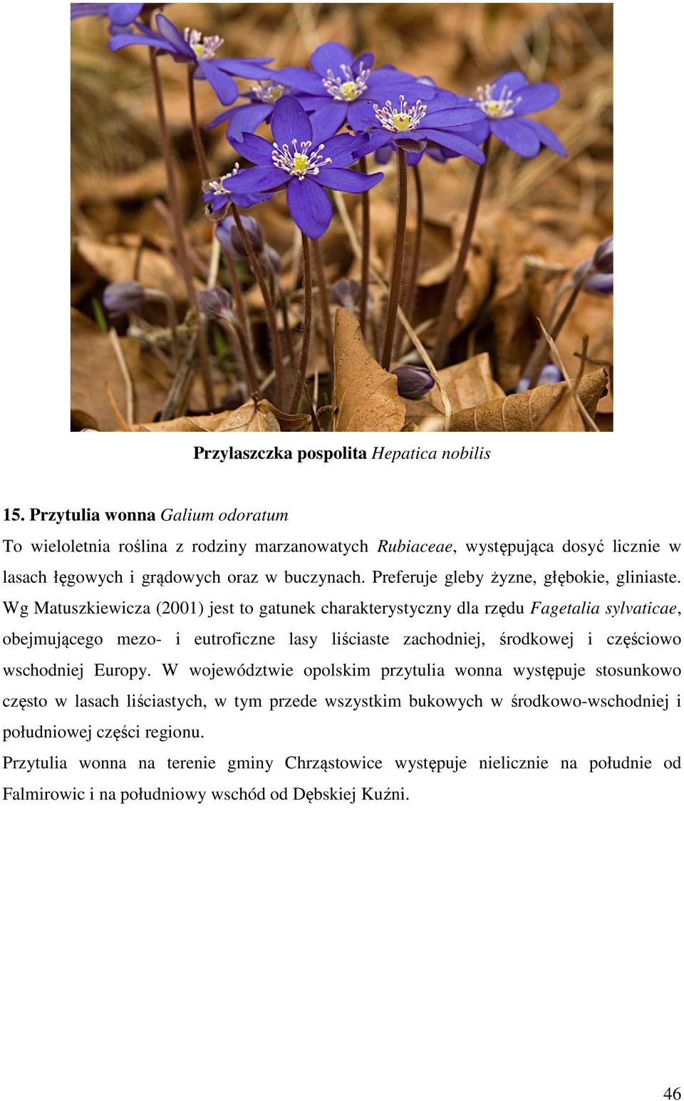 Preferuje gleby żyzne, głębokie, gliniaste.