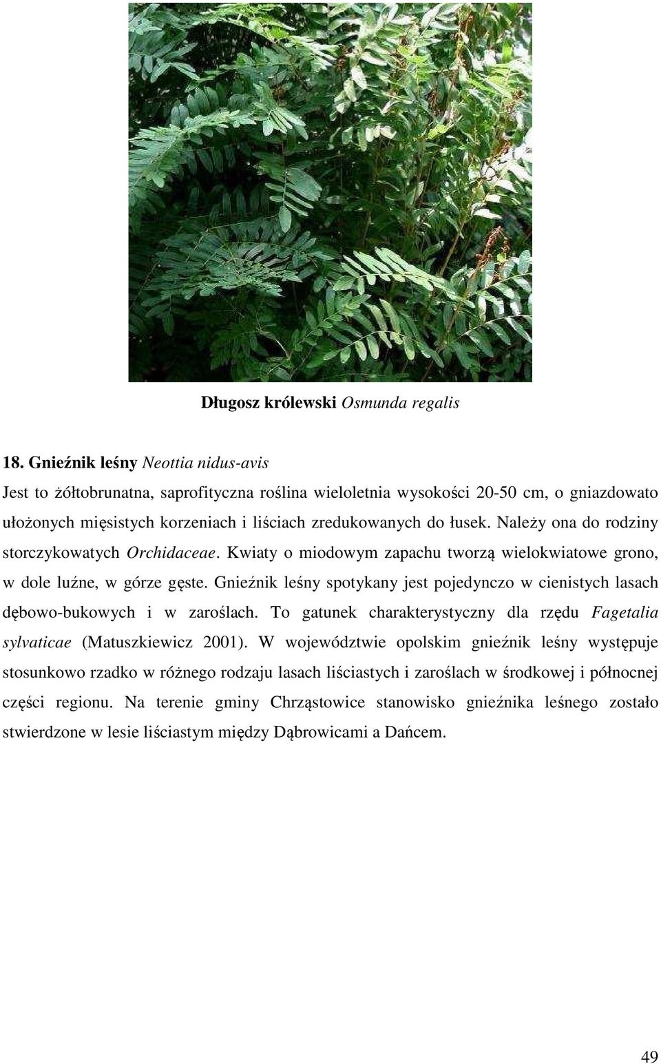 Należy ona do rodziny storczykowatych Orchidaceae. Kwiaty o miodowym zapachu tworzą wielokwiatowe grono, w dole luźne, w górze gęste.