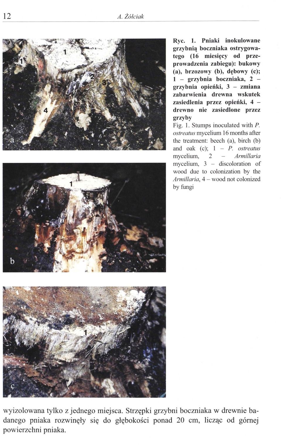 zmiana zabarwienia drewna wskutek zasiedlenia przez opieńki, 4 - drewno nie zasiedlone przez grzyby Fig. l. Stumps inoculated with P.