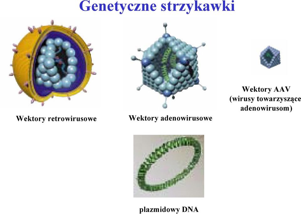 adenowirusowe Wektory AAV