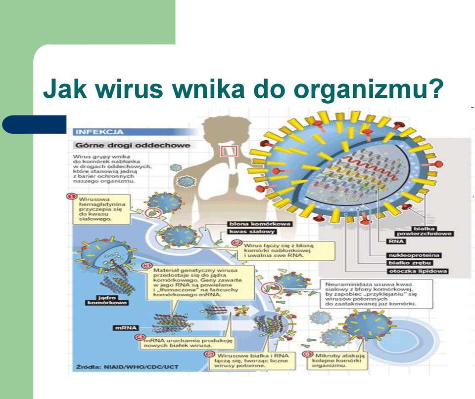 organizmu?