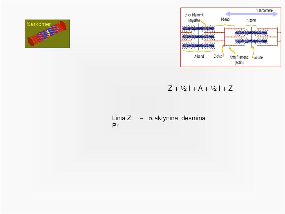 utrofina Z + ½ I + A + ½ I + Z Linia Z α aktynina, desmina Prążek I filamenty aktynowe Prążek A filamenty miozynowe i filamenty aktynowe Prążek H filamenty miozynowe Linia M białko