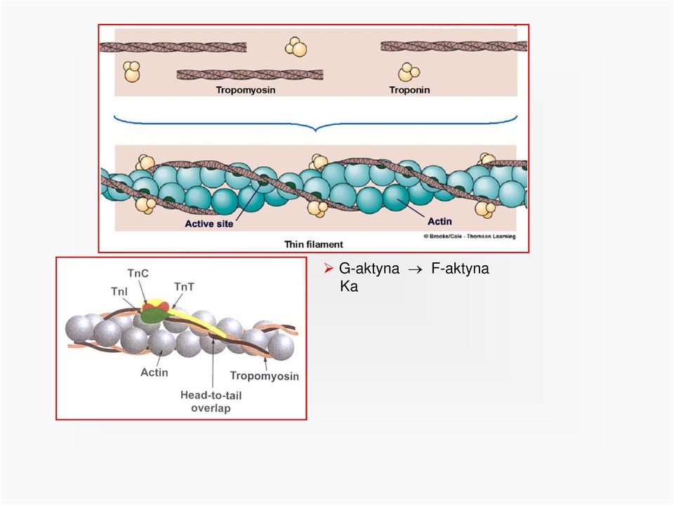 , zawiera 2 łańcuchy polipeptydowe Troponina kompleks 3 podjednostek TnT silnie wiąże się z tropomiozyną TnC