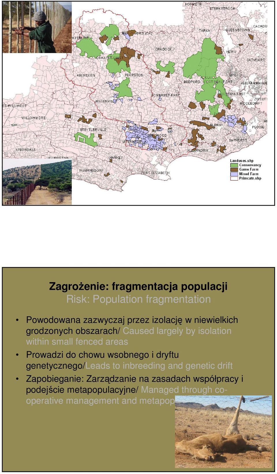 isolation within small fenced areas Prowadzi do chowu wsobnego i dryftu genetycznego/leads to inbreeding and genetic drift