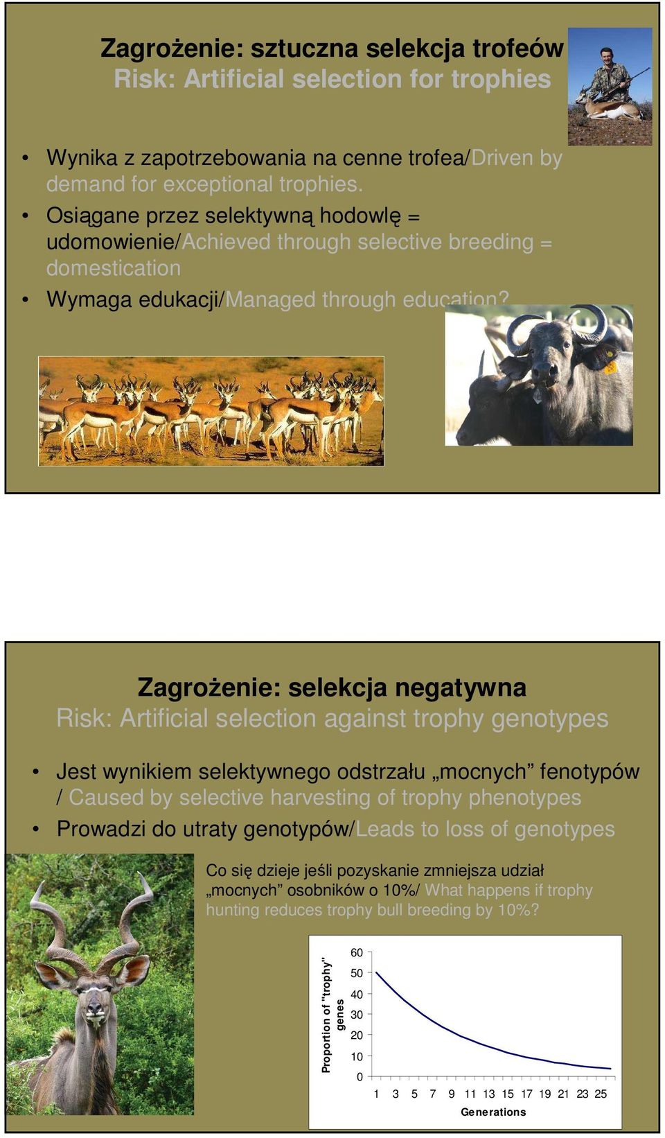 Zagrożenie: selekcja negatywna Risk: Artificial selection against trophy genotypes Jest wynikiem selektywnego odstrzału mocnych fenotypów / Caused by selective harvesting of trophy phenotypes