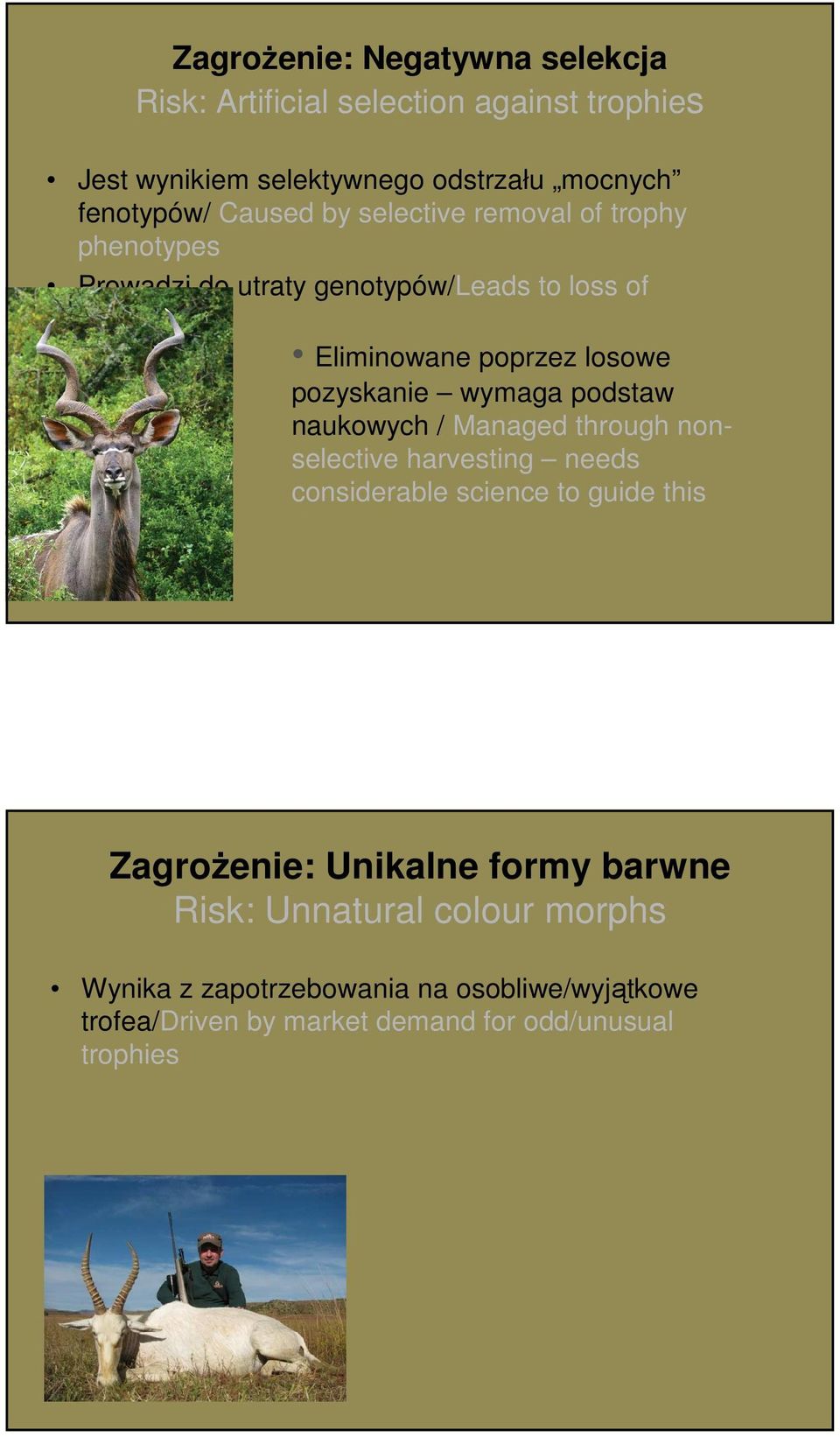 pozyskanie wymaga podstaw naukowych / Managed through nonselective harvesting needs considerable science to guide this Zagrożenie: